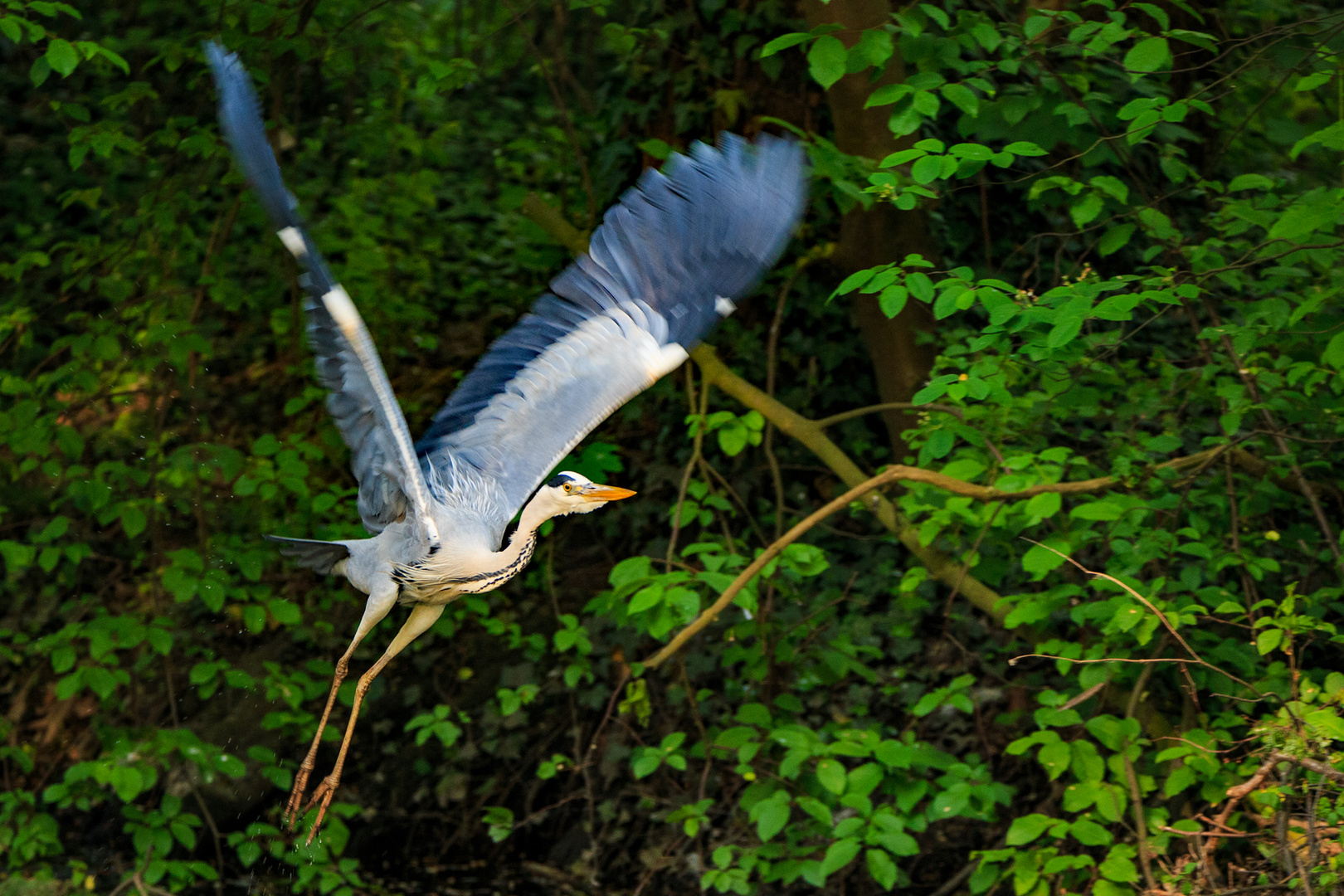 Reiher im Abflug