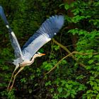 Reiher im Abflug