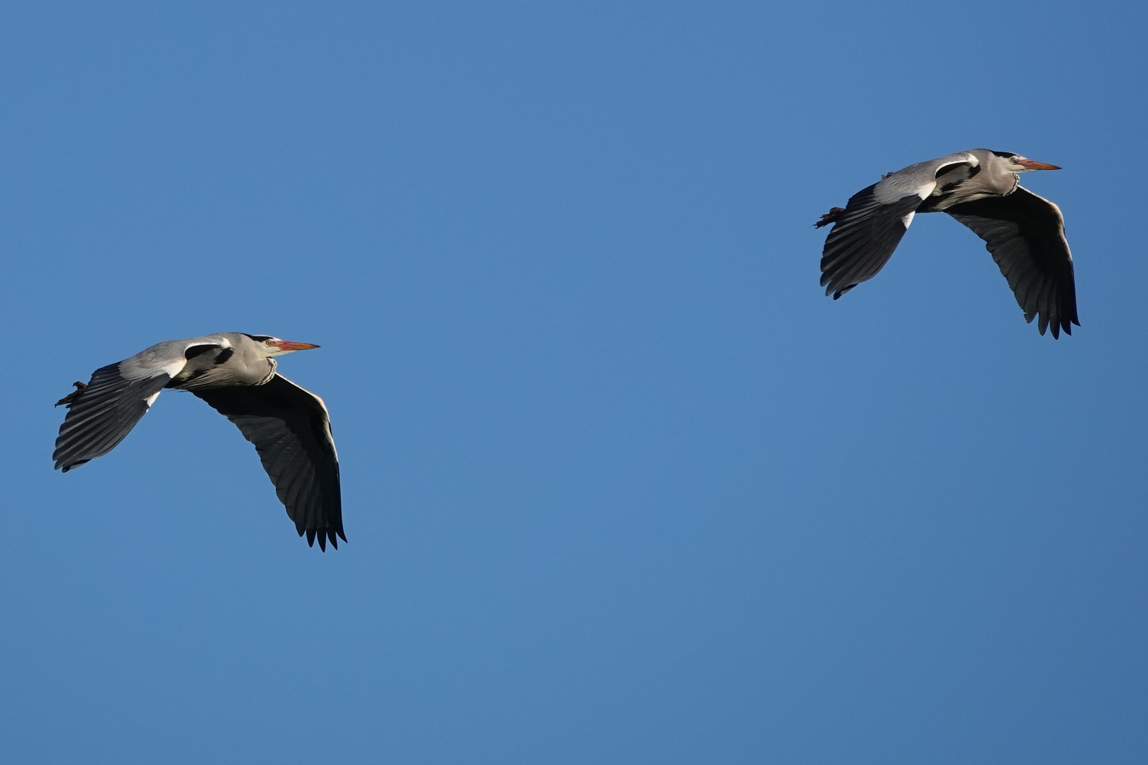 Reiher im Anflug