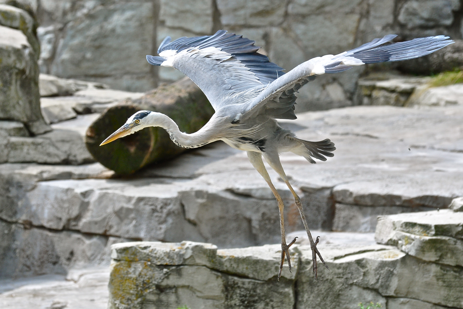 Reiher im Anflug