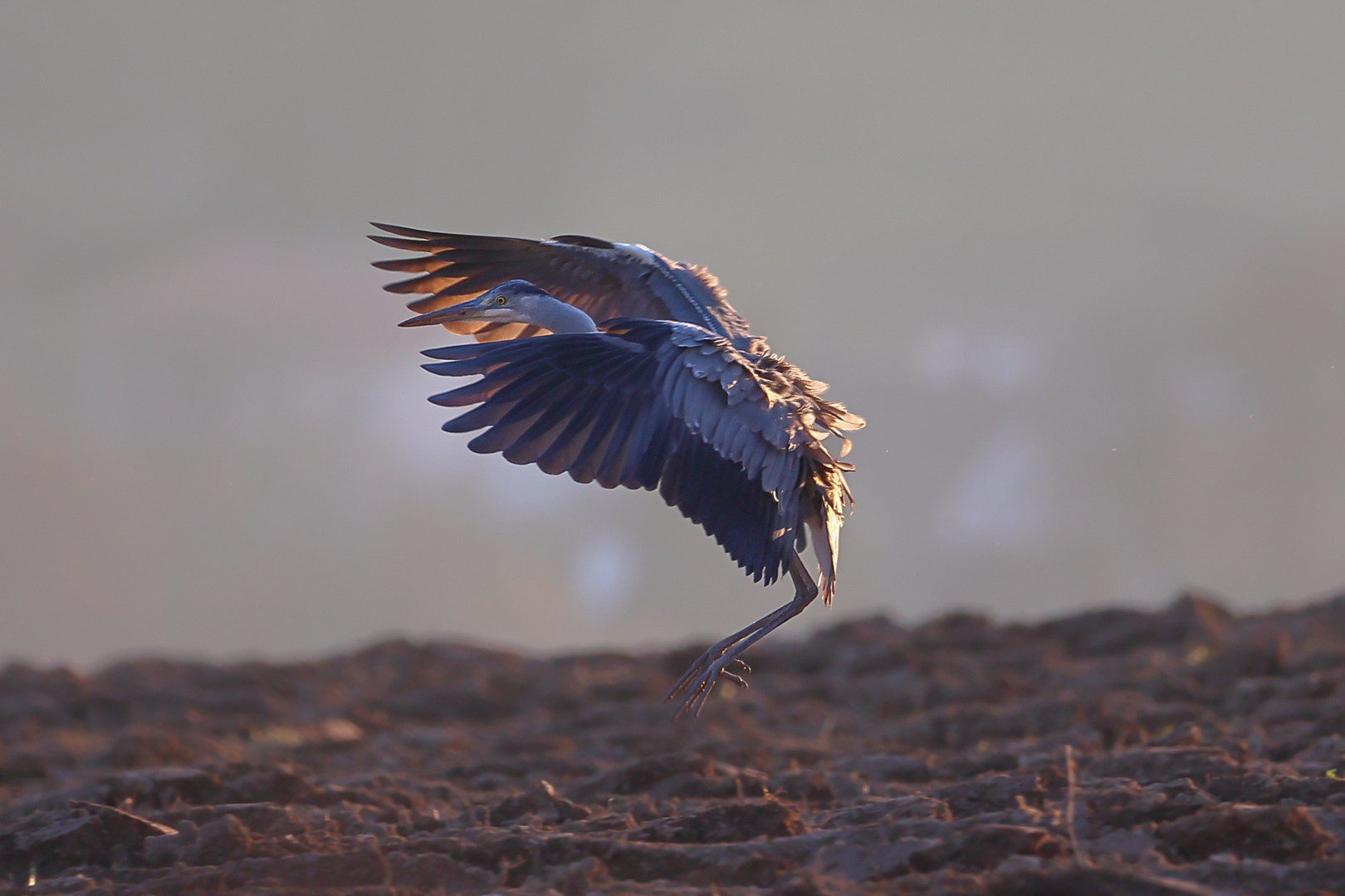 Reiher im Anflug