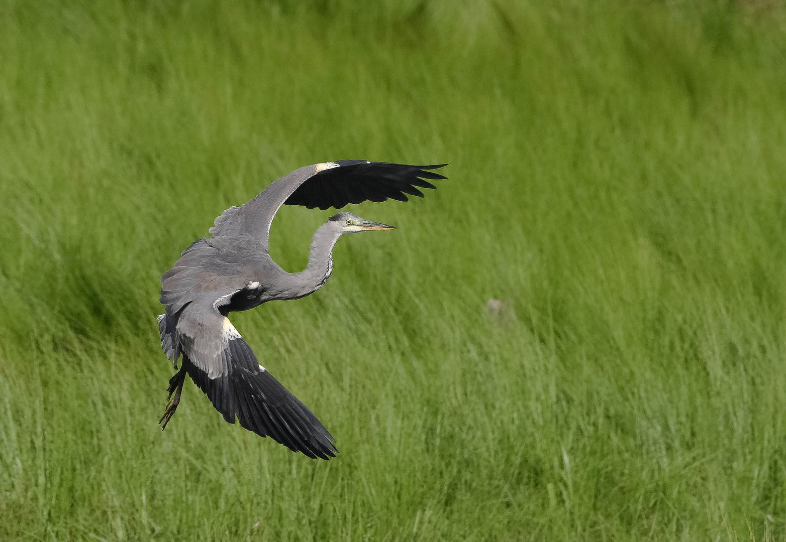 Reiher im Anflug