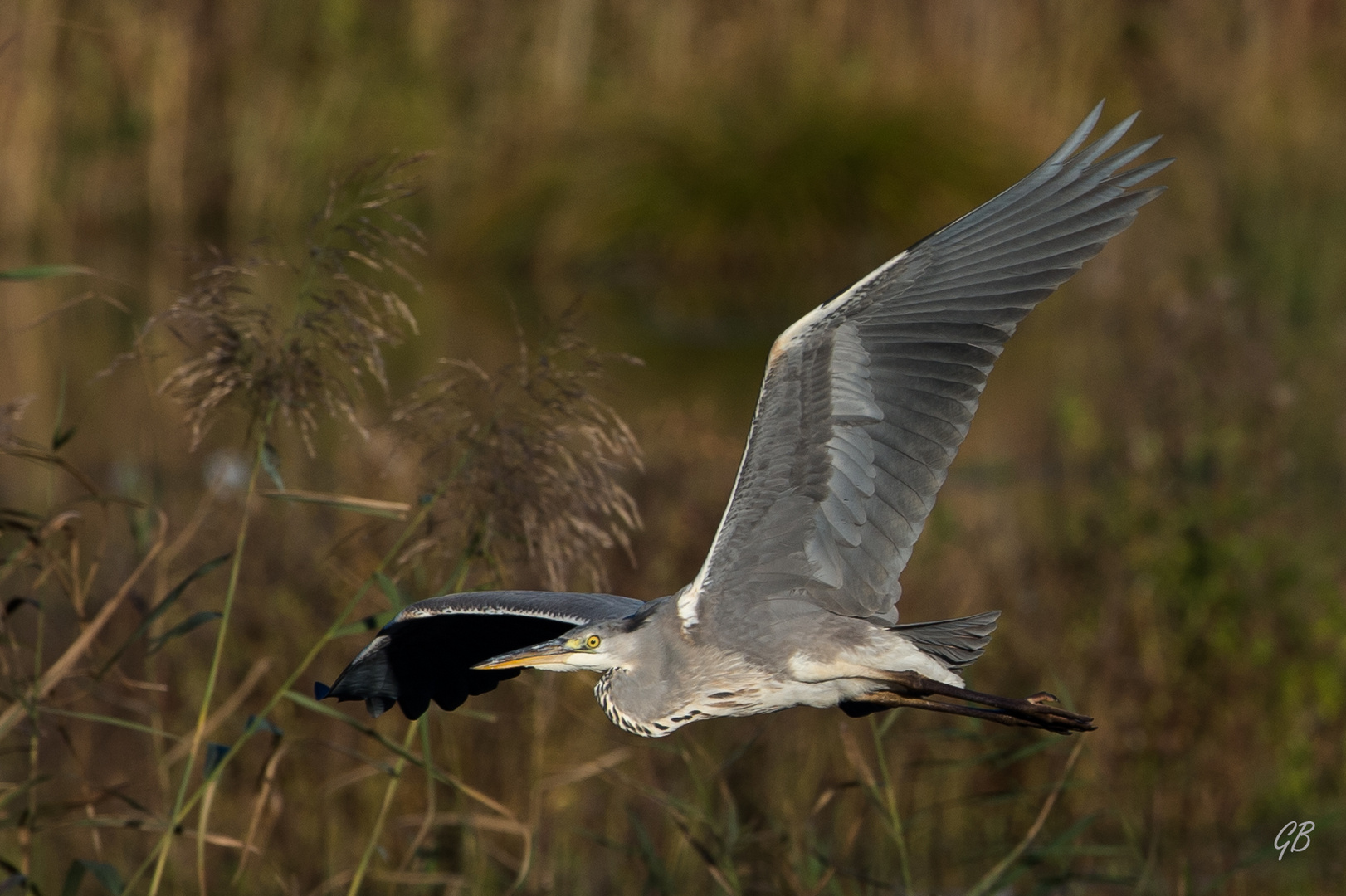 Reiher im Anflug.