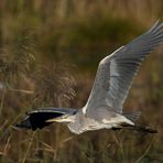 Reiher im Anflug.