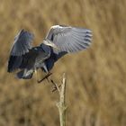 Reiher im Anflug