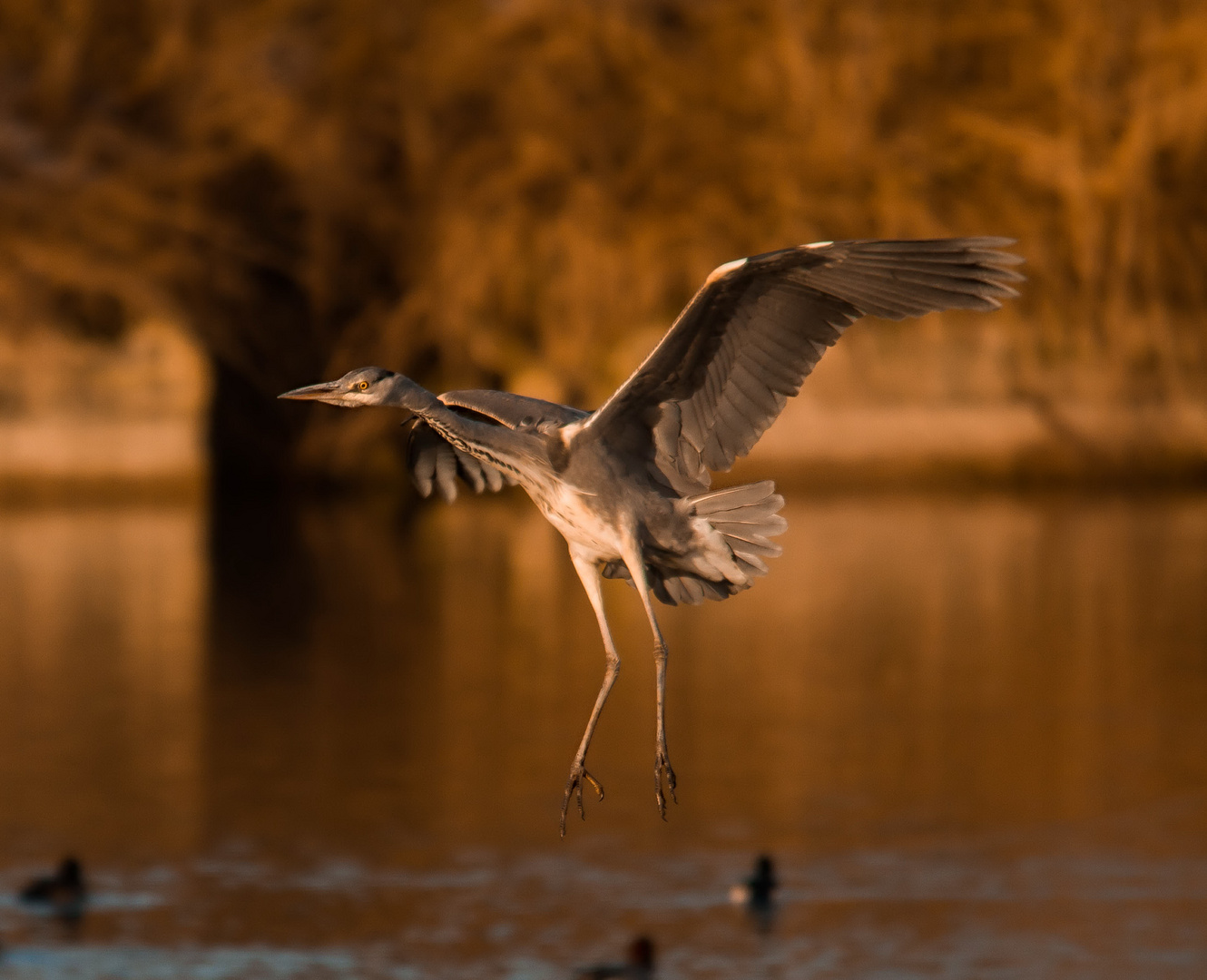 Reiher im Anflug