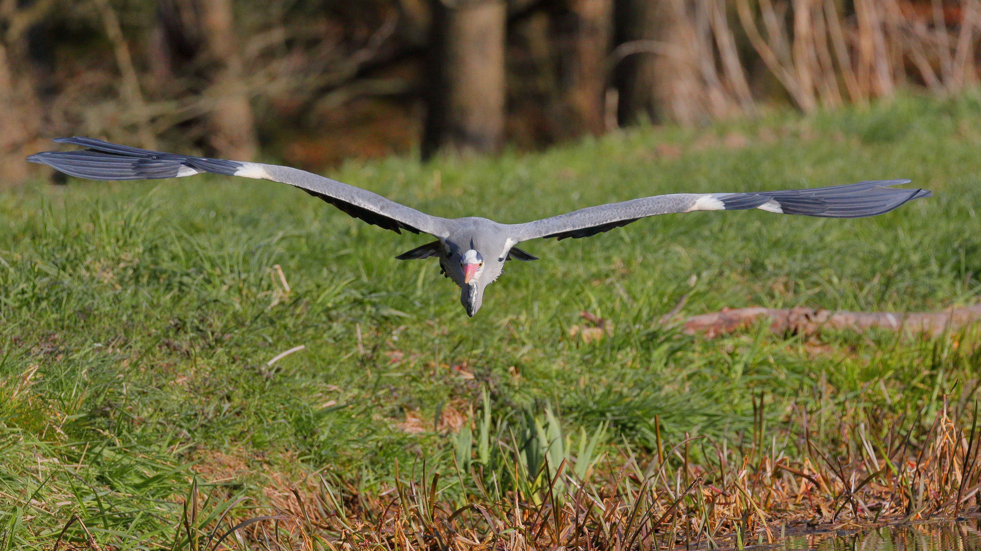 Reiher im Anflug