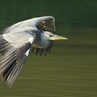 Reiher im Anflug