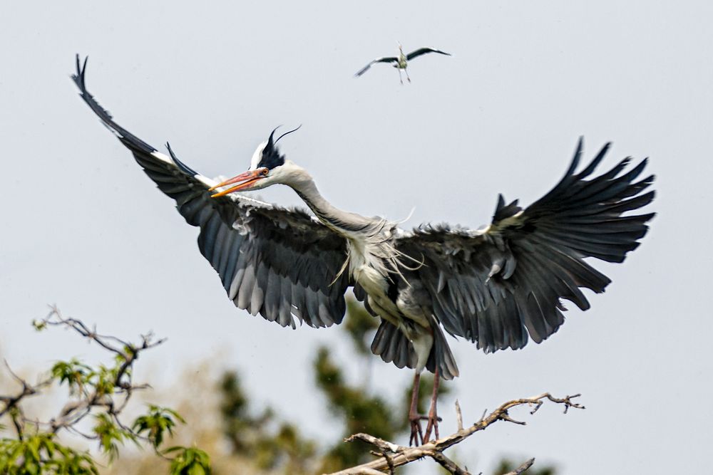 Reiher im Anflug in der Lobau in Wien..