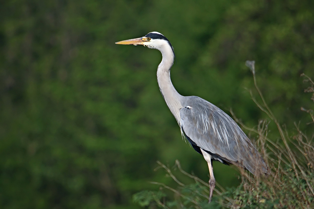 Reiher im Ansitz