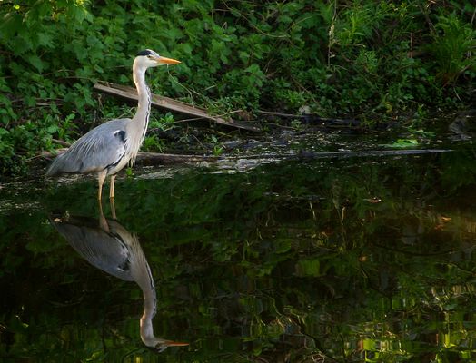 Reiher im Ansitz Part 2