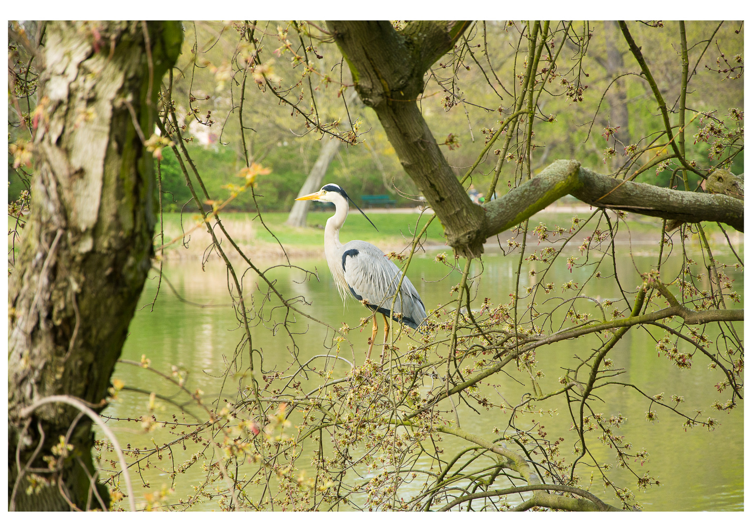 Reiher im Arthur-Bretschneider Park