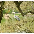 Reiher im Arthur-Bretschneider Park