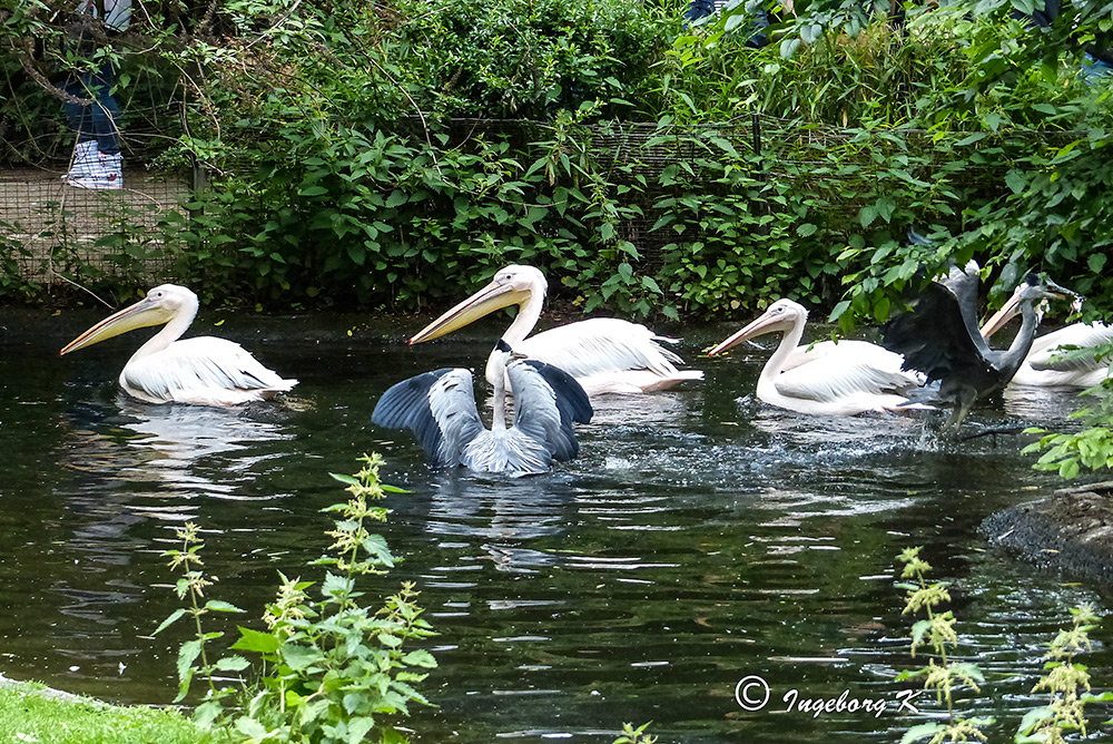 Reiher "im" Bade - beim Füttern der Pelikane