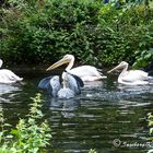 Reiher "im" Bade - beim Füttern der Pelikane