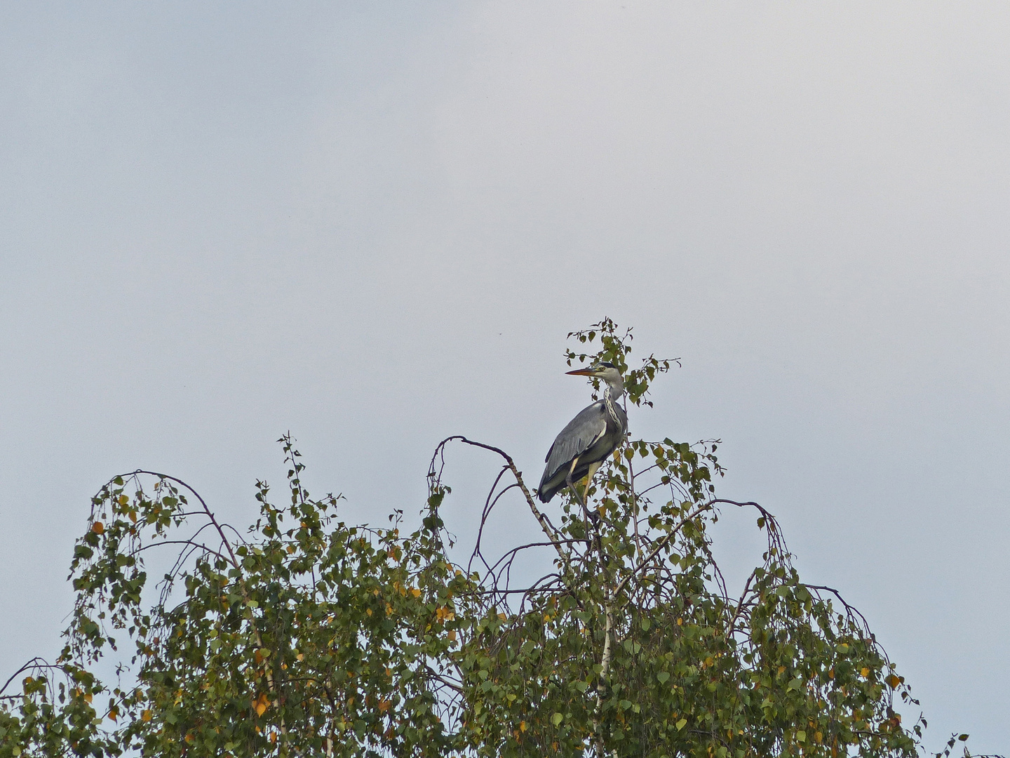 Reiher im Baum