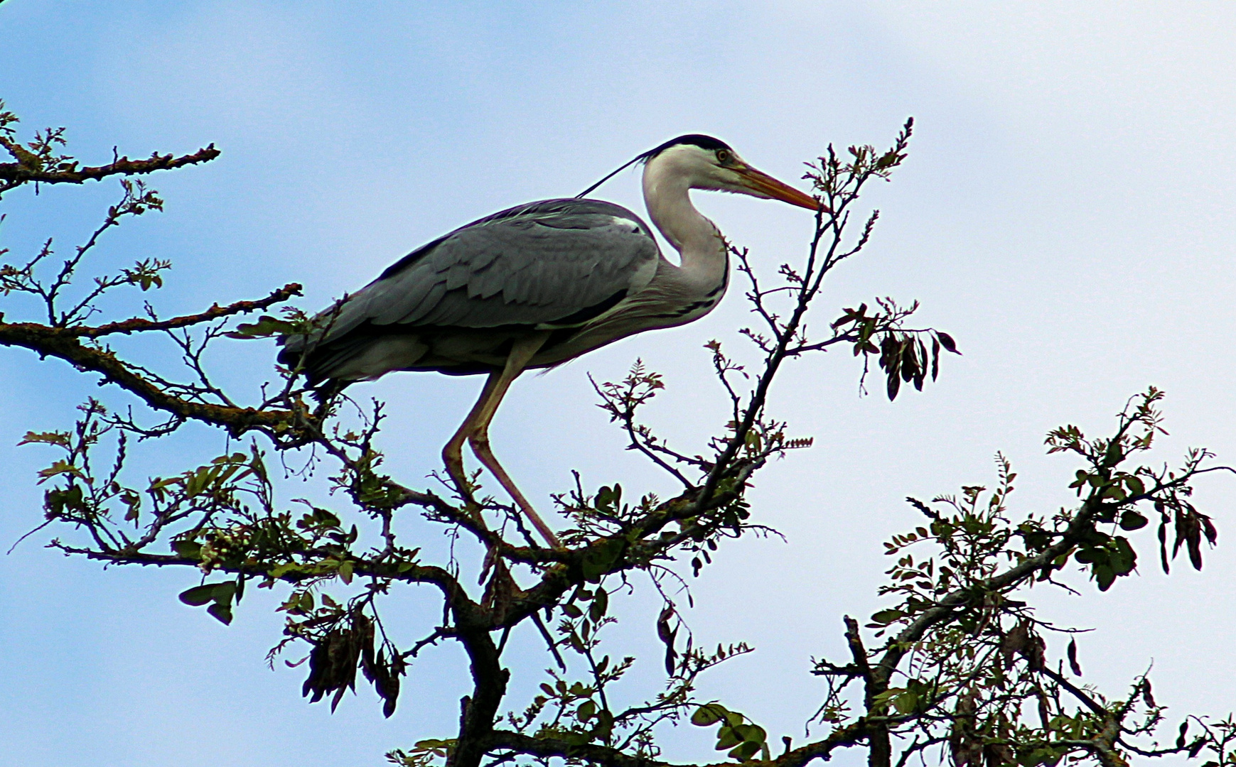 Reiher im Baum