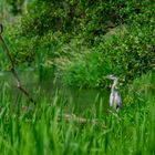 Reiher im "Bayrischen Regenwald"