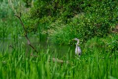 Reiher im "Bayrischen Regenwald"