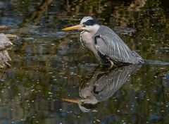 Reiher im Blütenweiher