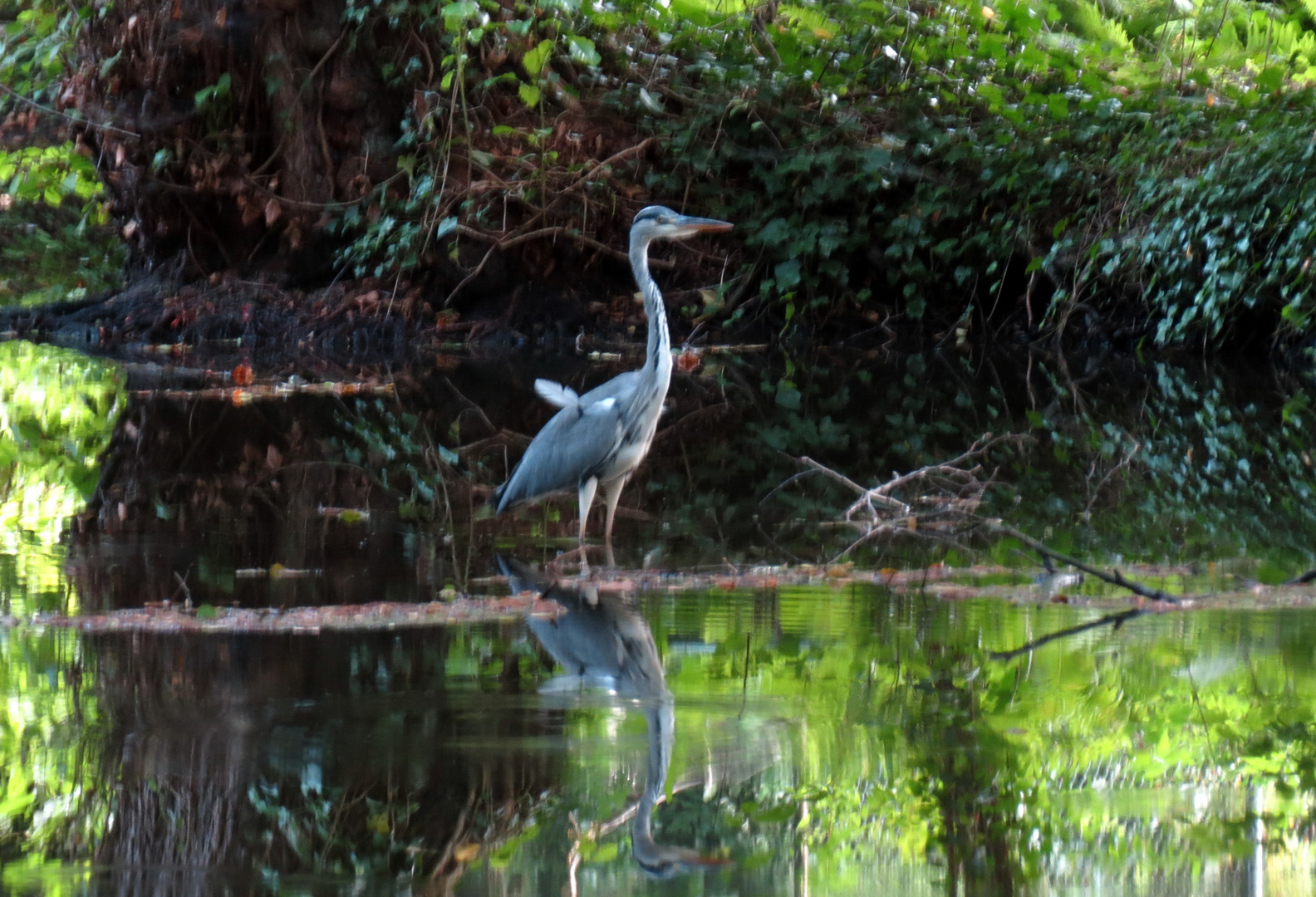 Reiher im Briesetal