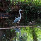 Reiher im Briesetal