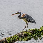 Reiher im Britzer Garten