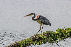 Reiher im Britzer Garten