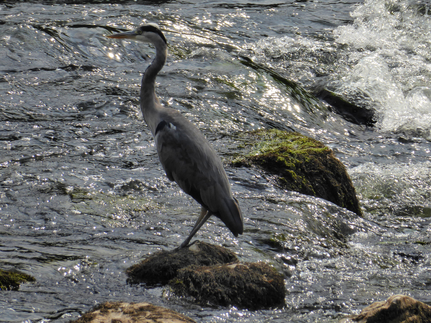 Reiher im Doubs, Besancon