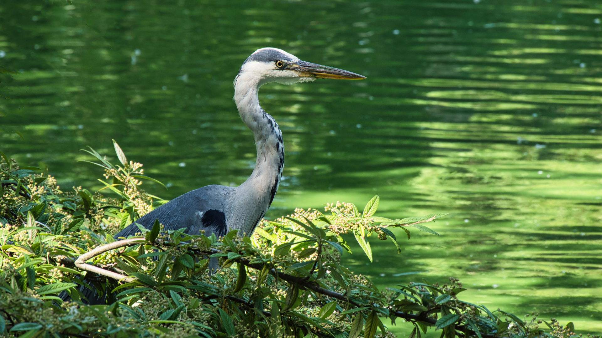 Reiher im Duisburger Zoo Foto & Bild sommer, teich, natur Bilder auf