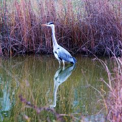 Reiher im Eckensee