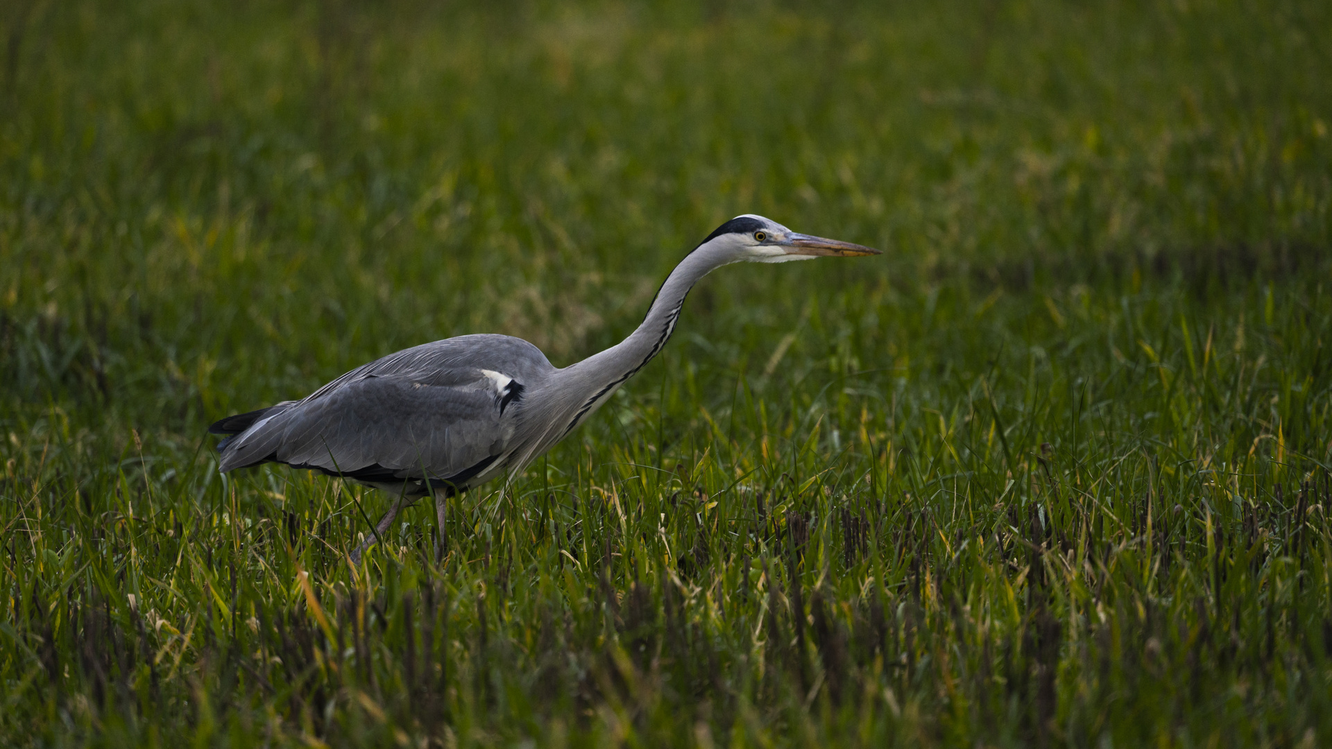 Reiher im Feld