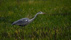 Reiher im Feld