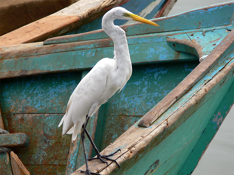 Reiher im Fischereihafen von Cabo Frio, Brasilien