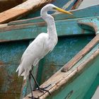 Reiher im Fischereihafen von Cabo Frio, Brasilien