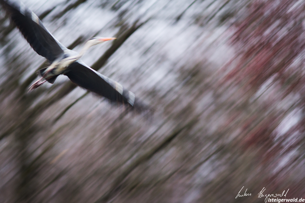 Reiher im Flug