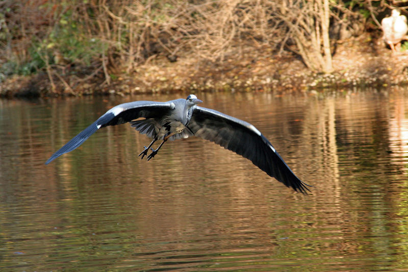 Reiher im Flug 1