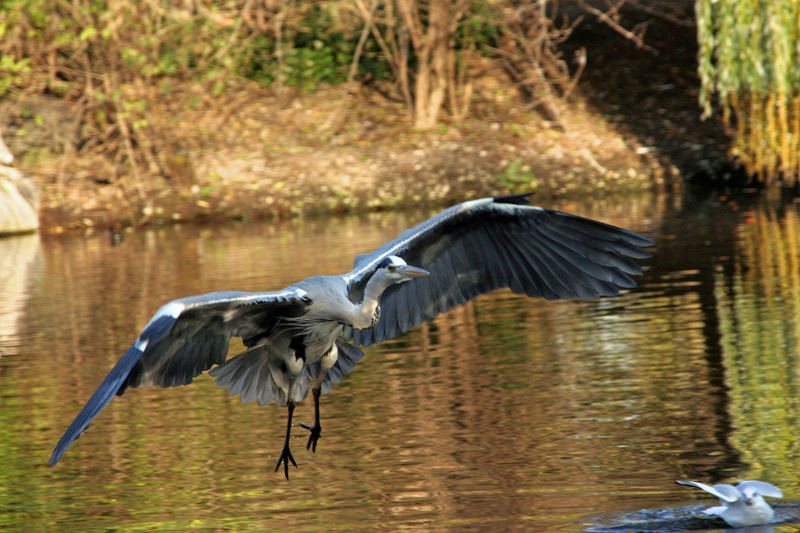 Reiher im Flug 2