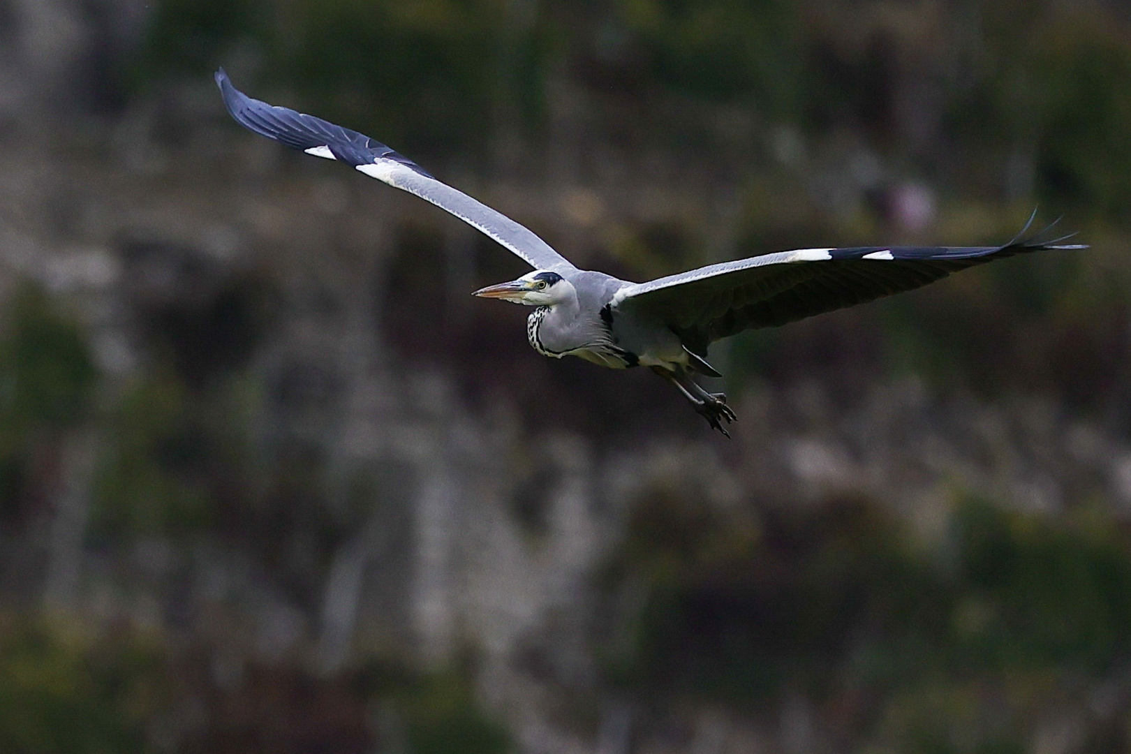 Reiher im Flug