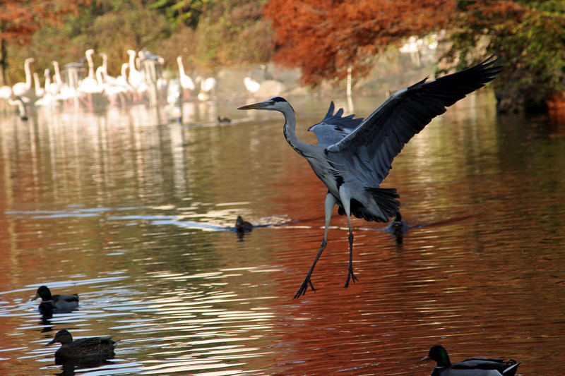 Reiher im Flug 3