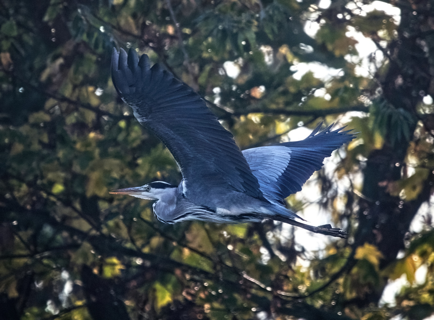 Reiher im Flug