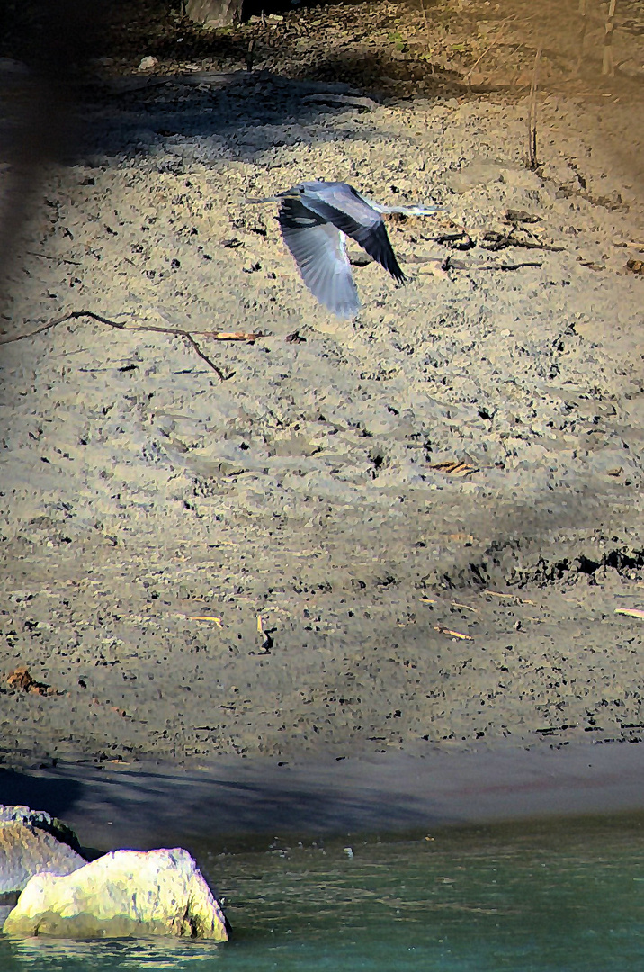 Reiher im Flug