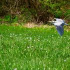 Reiher im Flug