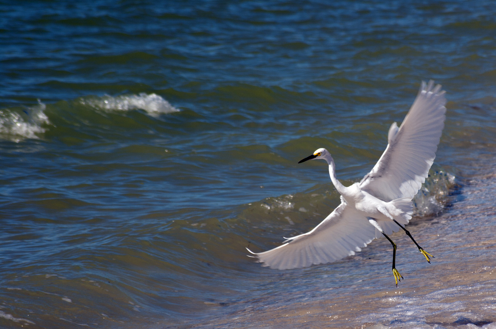 Reiher im Flug