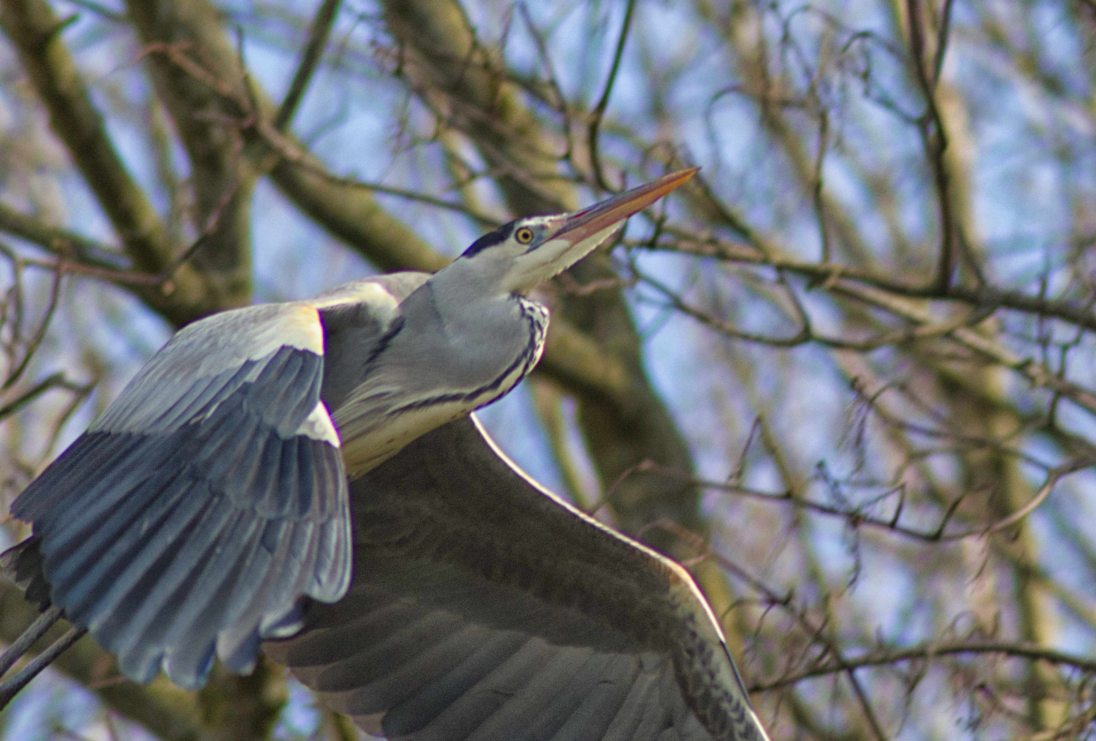 Reiher im Flug