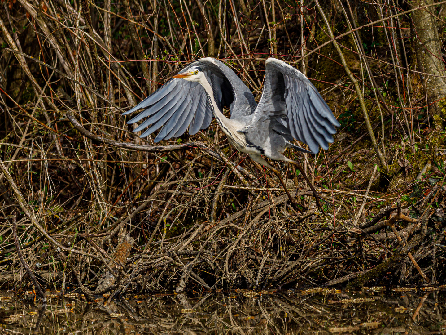 Reiher im Flug