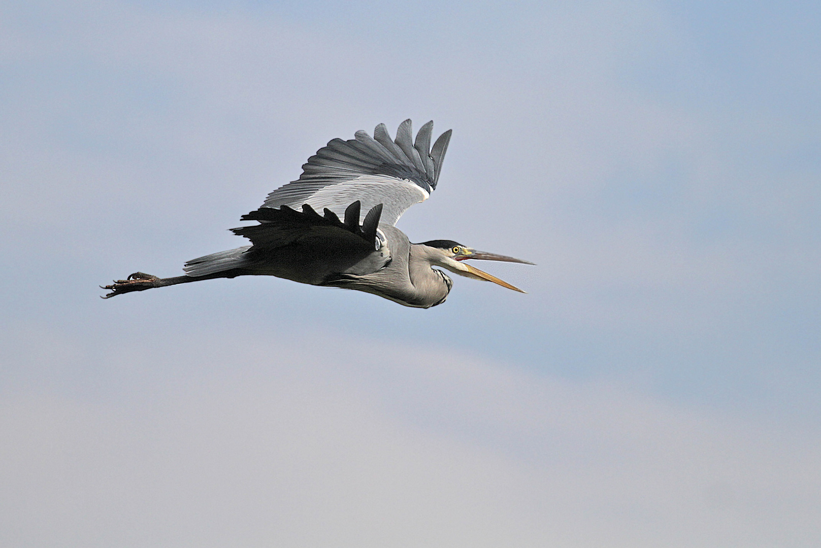 Reiher im Flug