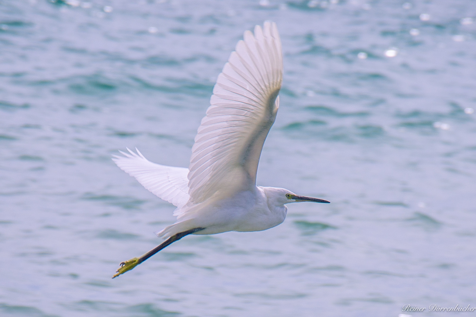 Reiher im Flug