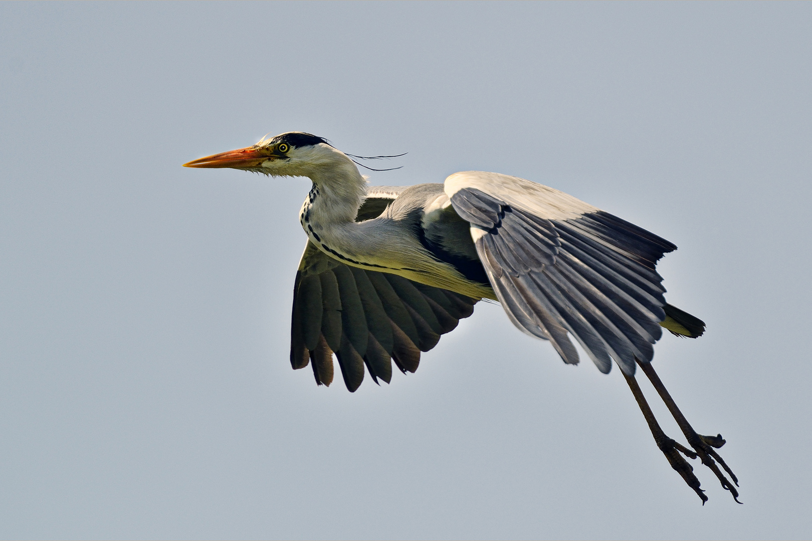 Reiher im Flug