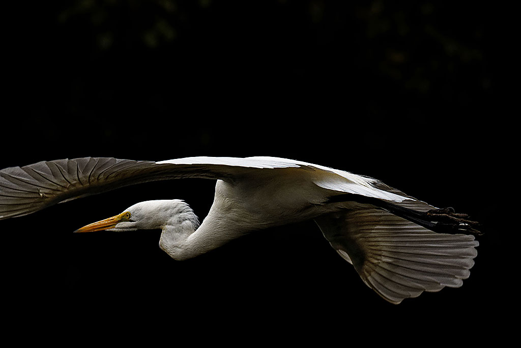 Reiher im Flug